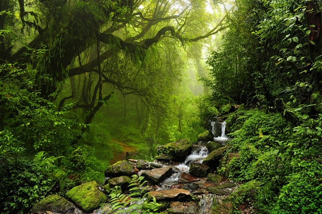 世界十大最美森林图片