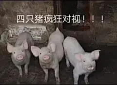 这些能撩又能闹的超皮套路表情包，拯救了无数社恐患者！ : 套路走不完，更躲不掉！