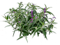 鼠尾草8