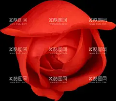 红色玫瑰花  - 源文件下载【酷图网】红色的玫瑰花,玫瑰花,红玫瑰,玫瑰,鲜花,花卉,花朵,红色玫瑰,红色玫瑰花,花蕾,花瓣,花,一支玫瑰,一束玫瑰花,带刺玫瑰,花卉植物,大红玫瑰,花卉特写,红色花,红色鲜花,红玫瑰花朵,玫瑰花摄影,玫瑰花拍摄,花卉摄影,玫瑰花壁纸,玫瑰素材,玫瑰特写,玫瑰壁纸,玫瑰花底,玫瑰花背景,玫瑰花底纹