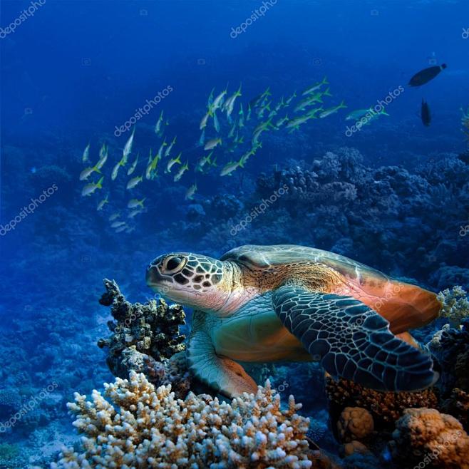 红海潜水大海龟坐上五颜六色的珊瑚礁