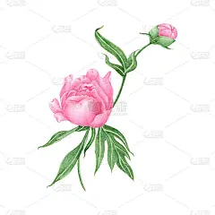 牡丹插图水彩画。白色背景上的花。水彩手绘植物插图的一朵花。