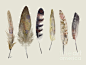 wild-feathers-bri-b 进口装饰画画芯高清图片