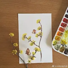水彩---樱花-梨花-桃花-海棠花、梅花 - 高清图片，堆糖，美图壁纸兴趣社区