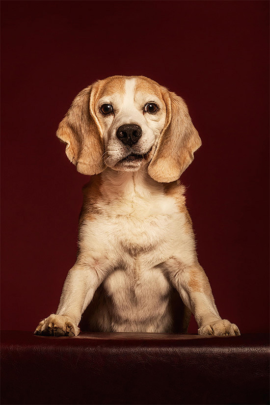 Expressive Dog Portr...