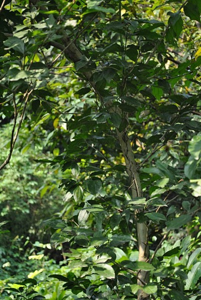 马钱子植物图片