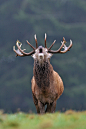 akhan2001:

Red deer
