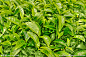 清新绿色茶叶_风景-植物 _T2018917 #率叶插件，让花瓣网更好用#