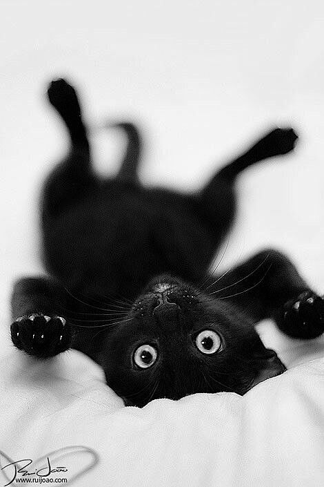 Oh would scratch my ...