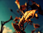 blue nature leaf trees autumn (season) orange leaves  / 1600x1200 Wallpaper