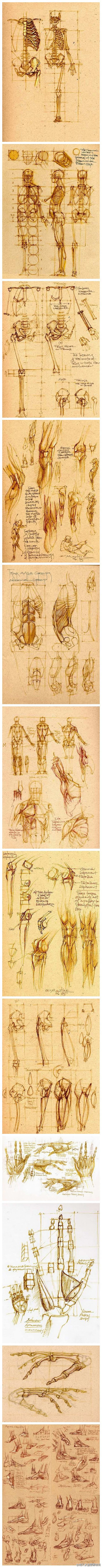 人体结构图，形体刻画可参考