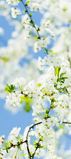 春天白色樱花手机壁纸_彼岸手机壁纸