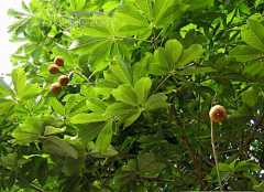 青都山水郎采集到观赏植物学