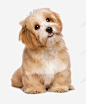 可爱的吐舌头长毛狗 毛茸茸 温和 灵活 狗 狗狗免抠 秋田犬 聪明 舌头 萌 萌死了 萌物 金毛 黄色 元素 免抠png 设计图片 免费下载 页面网页 平面电商 创意素材