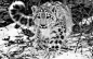 高清晰猫科动物壁纸-老虎-狮子-豹子---酷图编号936045