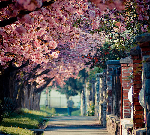 图片、路、花、风景、春天