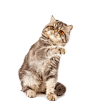 可爱小猫咪 图片素材(编号:20120204013400)-陆地
