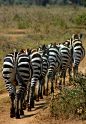 Kenia. Zebra Convoy, Maasai Mara