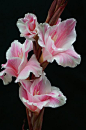 ~~sword orchid (gladiolus) by goldenlo02~~ I love orchids! This picture is especially stunning.