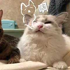 月底了！表情包又来了！

大家又妹钱了叭！转里送个500叭！
你们那今天冷不冷啊！我快冻僵了
喵豹妹#超话大神评选# ​​​​