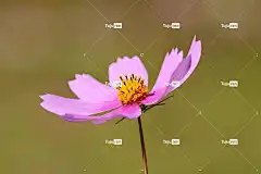 宇宙 花卉背景 花 花壁纸 植物 粉红色的花 美丽的花朵 花瓣