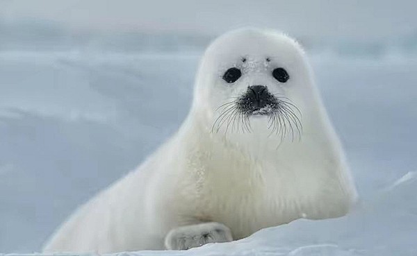 格陵兰海豹   有哪些可爱却又不常见的动...