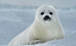 格陵兰海豹   有哪些可爱却又不常见的动物？ - 知乎