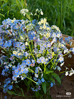 younika采集到素材类——植物