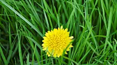 唯美自然鲜花合集电脑屏幕桌面壁纸2