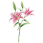 手绘水彩粉色百合花植物花卉元素