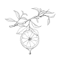 橙子,png,素描,线条,元素图片素材