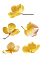 素材组合-黄色花瓣3