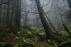 SIGENG采集到雨林藤蔓