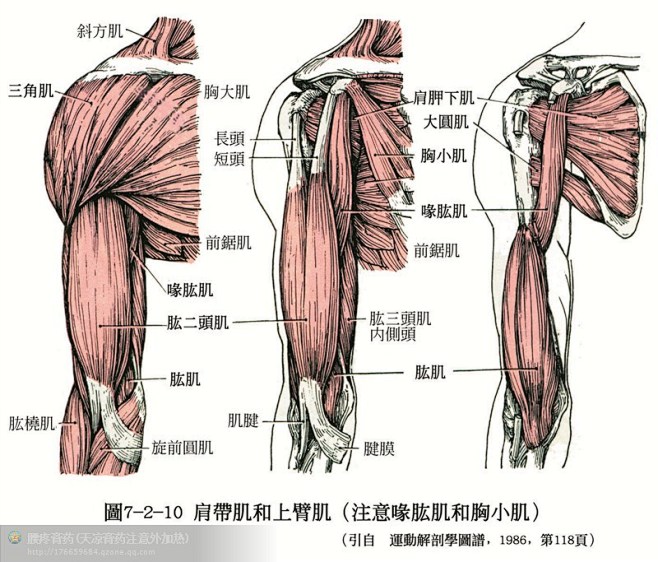 人体解剖--骨骼，肌肉很全面的套图