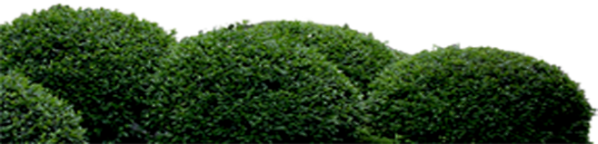 #草类# #植物PNG# #PNG素材#...