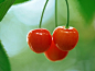 Cherry_wallcoo002 -- TOPIT.ME 收录优美图片