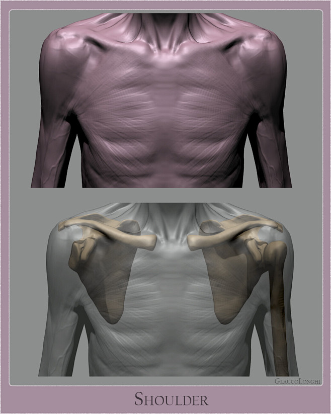 Anatomy Studies Part...