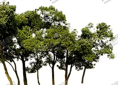 绿色装饰 【酷图网】绿色装饰,热带树叶,小清新树叶,植物背景,背景简约,植物树叶,底纹,竹栏杆,电视背景墙,背景墙,装修,背景墙效果图,室内背景墙,效果图,免扣,壁画,装饰画,纹理,壁纸,墙纸,沙发背景墙,砖墙,墙面,绿色,藤蔓,蔷薇,玫瑰,蝴蝶,树叶,边框,植物