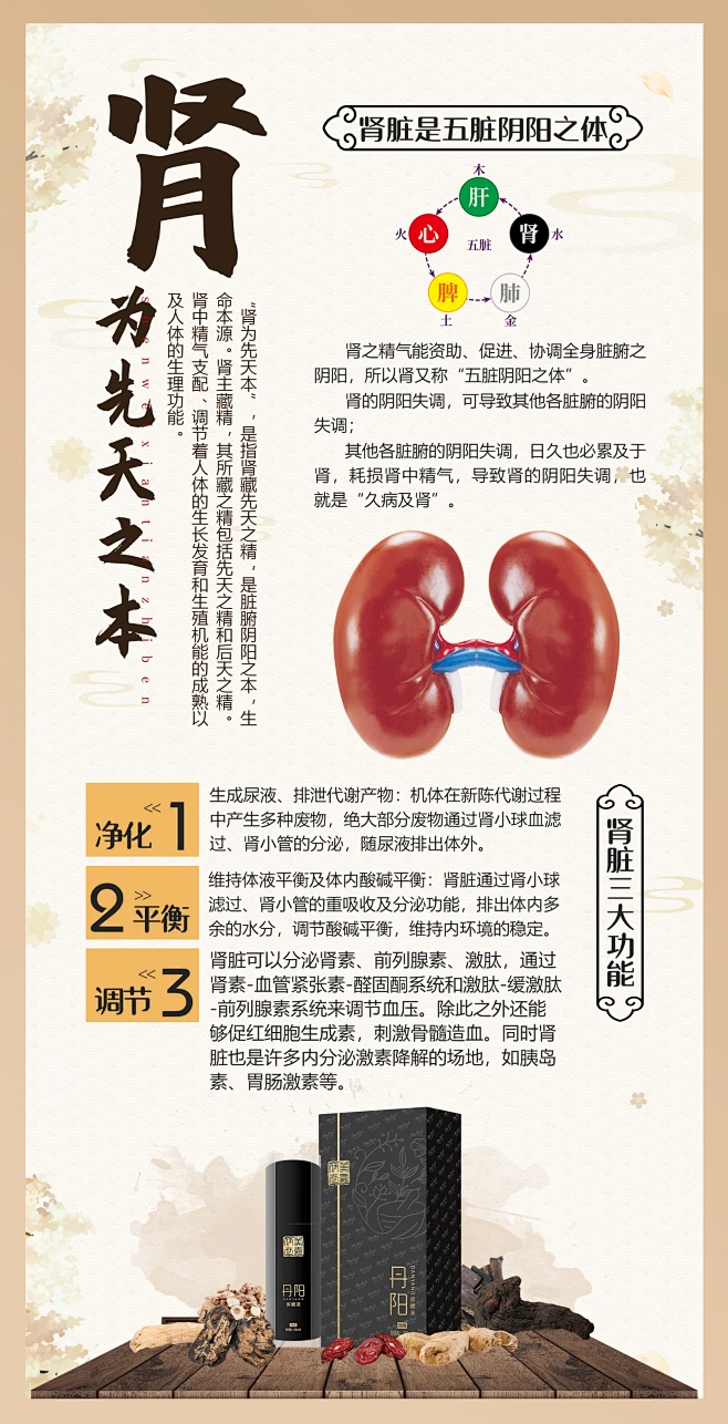 肾脏中医五脏关系功能-花瓣网
