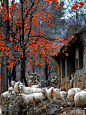 中国图库摄影人反盗图 @中国国家地理 @孤独星球杂志 ​​​​
