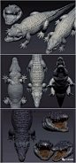 学CG,必看的zbrush动物解剖！！ : 学CG,必看的zbrush动物解剖！！