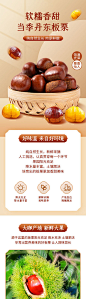 当季板栗详情页-源文件分享-ywjfx.cn