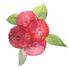 杨梅手绘水彩画