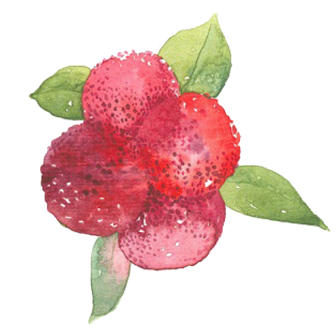 杨梅手绘水彩画