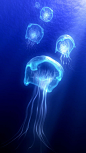 Jellyfish iPhone 5s Wallpaper