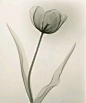 谈到花卉摄影，我们最先想到的也许是花的形与色。放射学家Dain L. Tasker博士另辟蹊径以解剖学的视角拍摄百合花和玫瑰花在X光下的造影，这些没有了颜色的花朵如同齐白石先生的水墨画一般以其内在结构展示了其独特美学内涵。