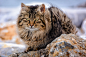 Aivita Lejniece在 500px 上的照片Moggy in the wind