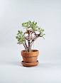 miniature-treehouse-houseplants-somewhere-small-jedediah-corwyn-voltz-8