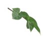 1 (223)
