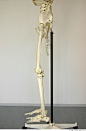 Skeleton_0065